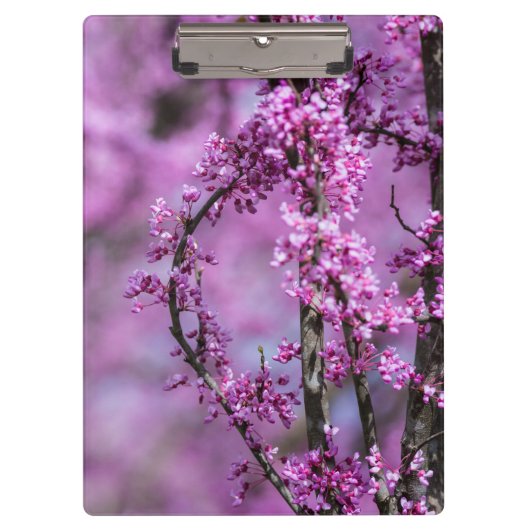 Avondale Redbud Art Klemmbrett (Vorderseite)