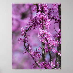 Avondale Redbud Art Poster