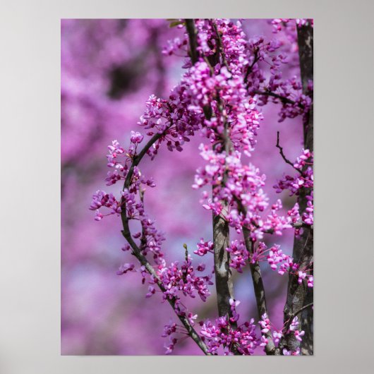 Avondale Redbud Art Poster (Vorne)