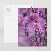 Avondale Redbud Art Postkarte (Vorne/Hinten)
