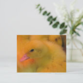 Awakned Duckling Postkarte (Stehend Vorderseite)