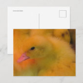 Awakned Duckling Postkarte (Vorne/Hinten)