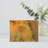 Awakned Duckling Postkarte (Stehend Vorderseite)