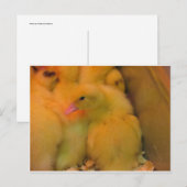 Awakned Duckling Postkarte (Vorne/Hinten)