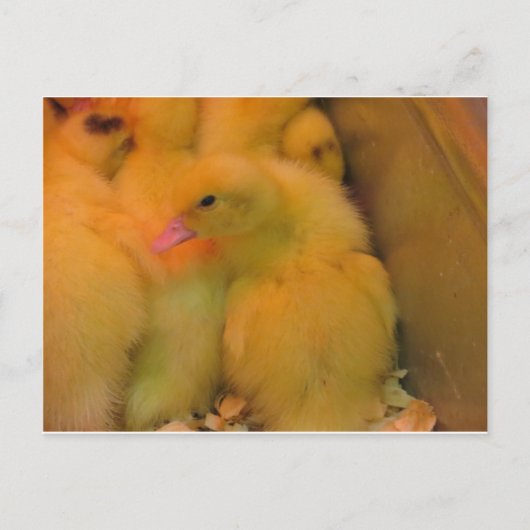 Awakned Duckling Postkarte (Vorderseite)