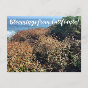 aWorld2Celebrate: Bloomings aus Kalifornien! Postkarte