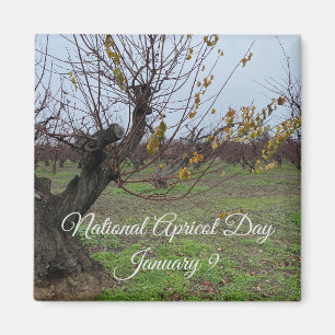 aWorld2Celebrate: National Apricot Day Magnet