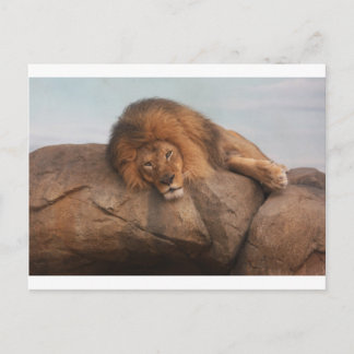 Awwsome Lion Postkarte