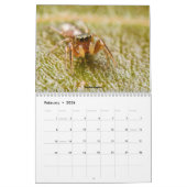 Awwsomest Jumping Spiders Kalender (Feb 2026)