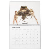 Awwsomest Jumping Spiders Kalender (Jan 2026)