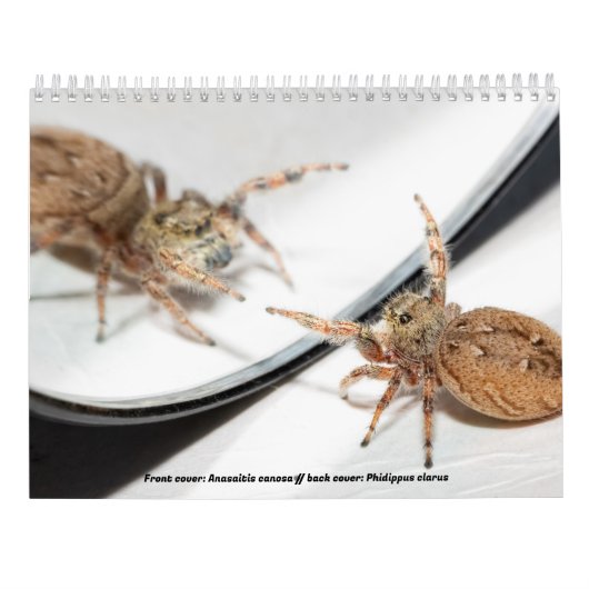 Awwsomest Jumping Spiders Kalender (Rückseite)