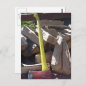 Ax Postkarte (Vorne/Hinten)