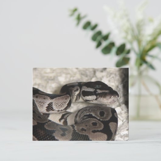 Axanthic Ball Python PostCard Postkarte (Stehend Vorderseite)