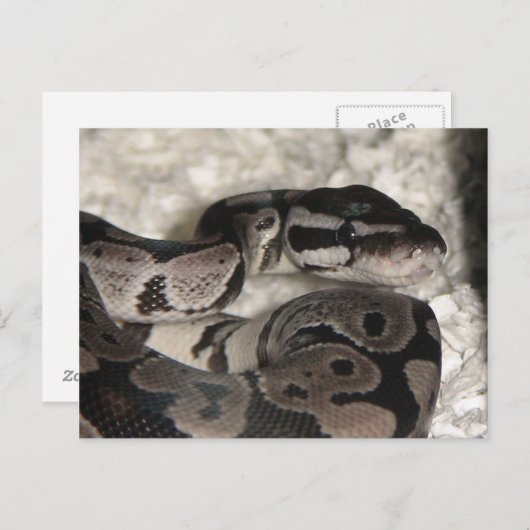 Axanthic Ball Python PostCard Postkarte (Vorne/Hinten)