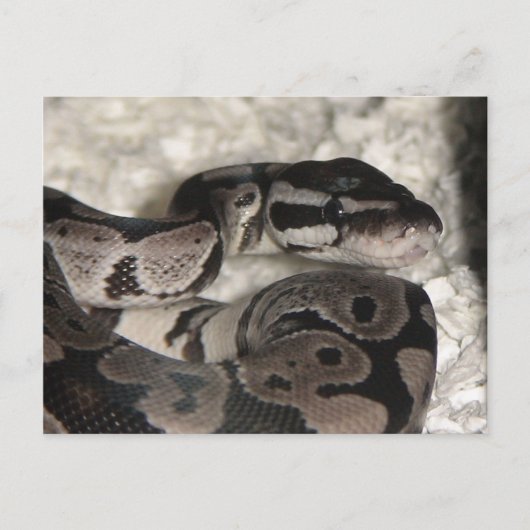 Axanthic Ball Python PostCard Postkarte (Vorderseite)