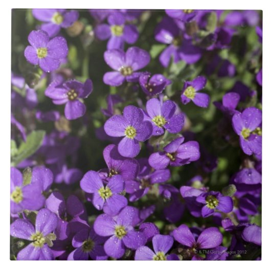 "Axcent Flieder" (Aubrieta Kreuzung) Fliese (Vorderseite)