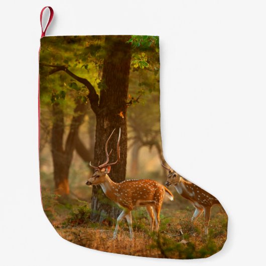 Axishirsch oder Tüpfelhirsch, Axis axis Kleiner Weihnachtsstrumpf (Vorderseite)