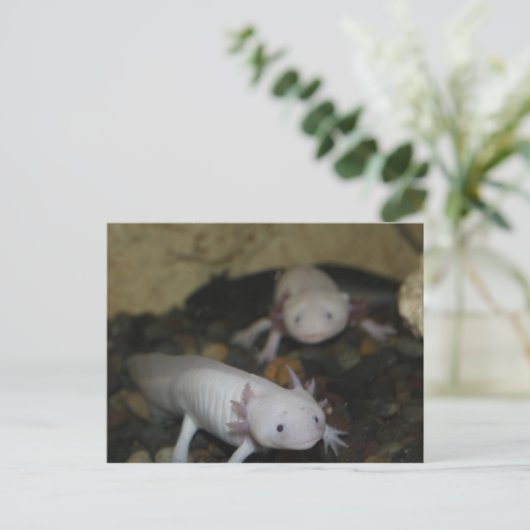 Axolotl # 2 postkarte (Stehend Vorderseite)