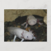 Axolotl # 2 postkarte (Vorderseite)