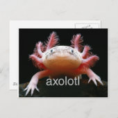 Axolotl Axolotl Axolotl Axolotl Postkarte (Vorne/Hinten)
