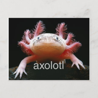 Axolotl Axolotl Axolotl Axolotl Postkarte