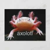 Axolotl Axolotl Axolotl Axolotl Postkarte (Vorderseite)