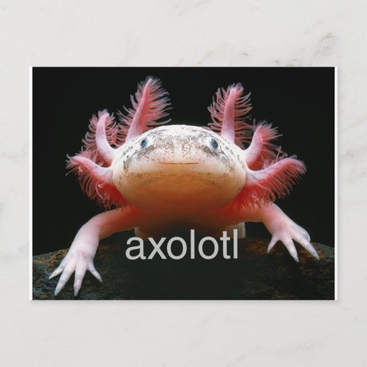 Axolotl Axolotl Axolotl Axolotl Postkarte (Vorderseite)