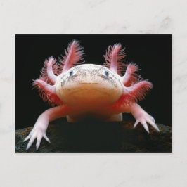 Axolotl Axolotl.png Postkarte
