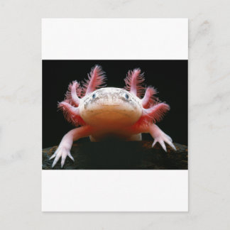 Axolotl Axolotl.png Postkarte
