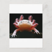 Axolotl Axolotl.png Postkarte (Vorderseite)