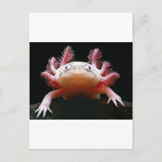 Axolotl Axolotl.png Postkarte (Vorderseite)
