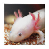 Axolotl Weißling Fliese (Vorderseite)