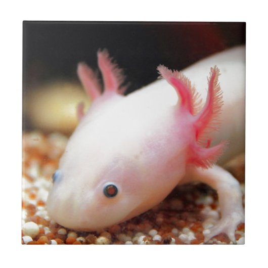 Axolotl Weißling Fliese (Vorderseite)