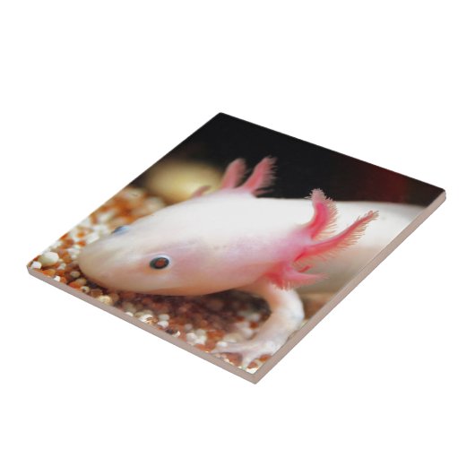 Axolotl Weißling Fliese (Seite)