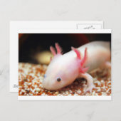 Axolotl Weißling Postkarte (Vorne/Hinten)