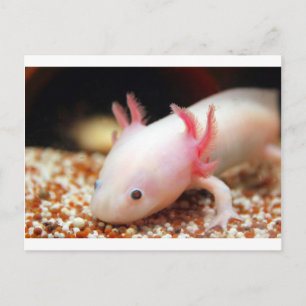 Axolotl Weißling Postkarte