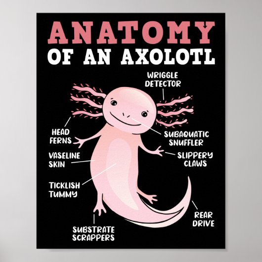Axolotls Anatomie eines Axolotl Kawaii Poster (Vorne)