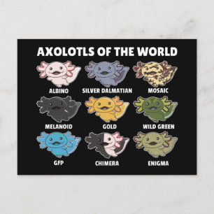 Axolotls aus der Welt Süßvieh Axolotl Post Postkarte
