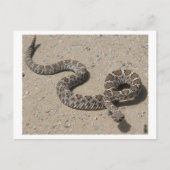 AZ Black Rattlesnake (Klicken Sie nicht, wenn sque Postkarte (Vorderseite)