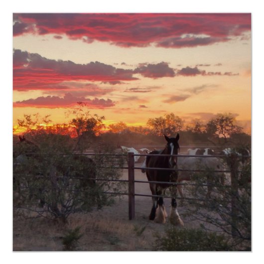 AZ Horse Sunset Glossy Poster (Vorderseite)