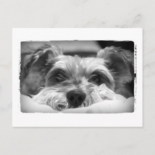 Aza Schwarzweißfotografie Postkarte (Vorderseite)