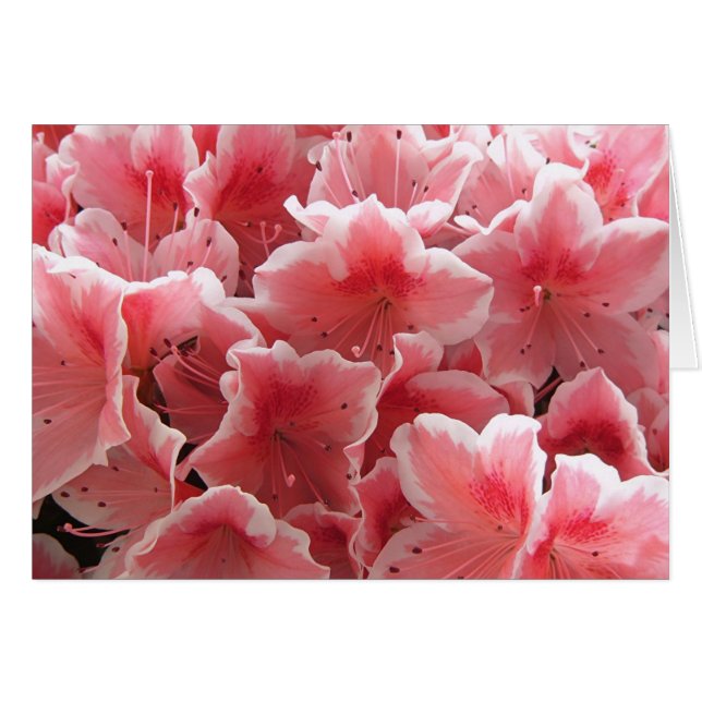 Azalea #1 (Vorderseite (Horizontal))