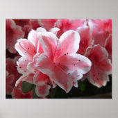 Azalea #3 poster (Vorne)