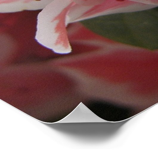 Azalea #3 poster (Ecke)