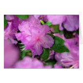 Azalea Blossoms (Vorderseite (Horizontal))