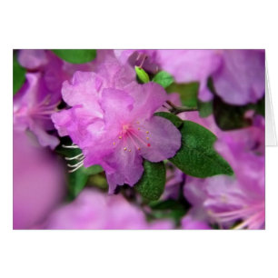 Azalea Blossoms