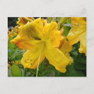AZALEA BLUME 10 Gelbe Azaleen Karten Geschenke Tas