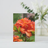 AZALEA BLUME 14 Orange Azaleas Karten Geschenke Ta (Stehend Vorderseite)