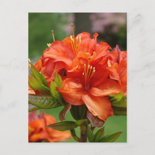AZALEA BLUME 14 Orange Azaleas Karten Geschenke Ta (Vorderseite)
