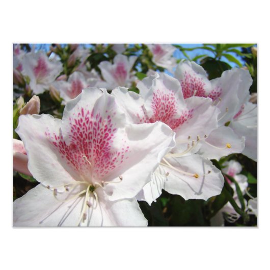 Azalea Blume Gartenfotografie Florals Fotodruck (Vorne)